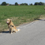 Schleppleinentraining. Lernen von Kommandos auf Entfernung. Hundetraining mit Hilfe der Schleppleine.